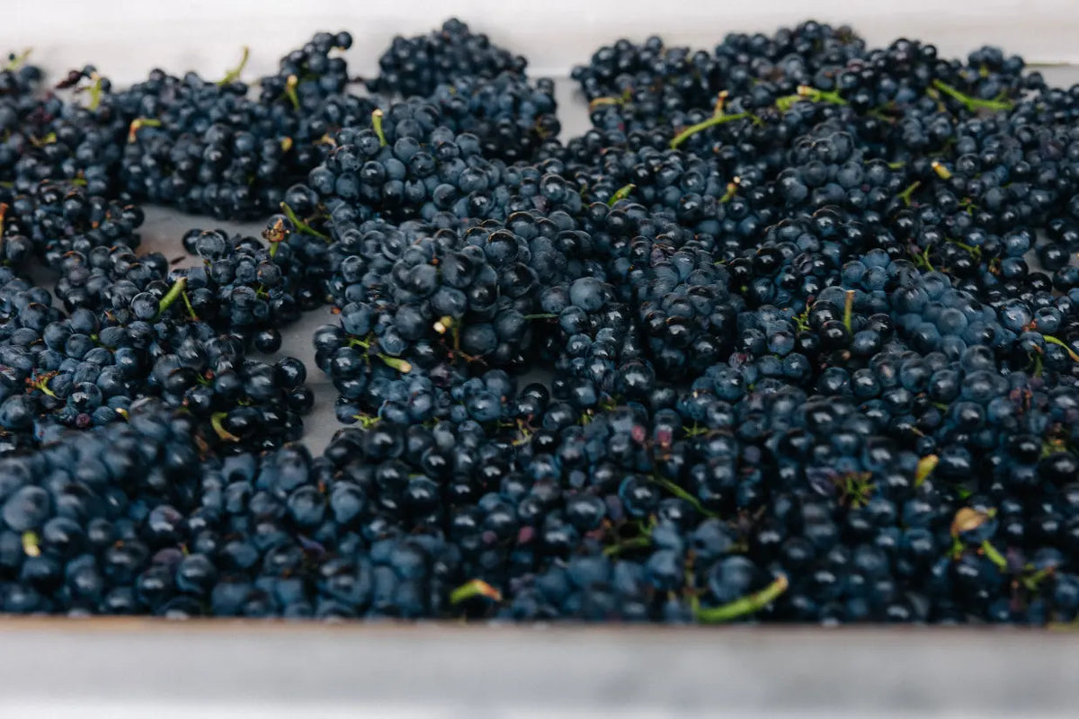 Was macht einen guten Pinot Noir aus?