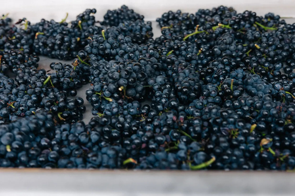 Was macht einen guten Pinot Noir aus?