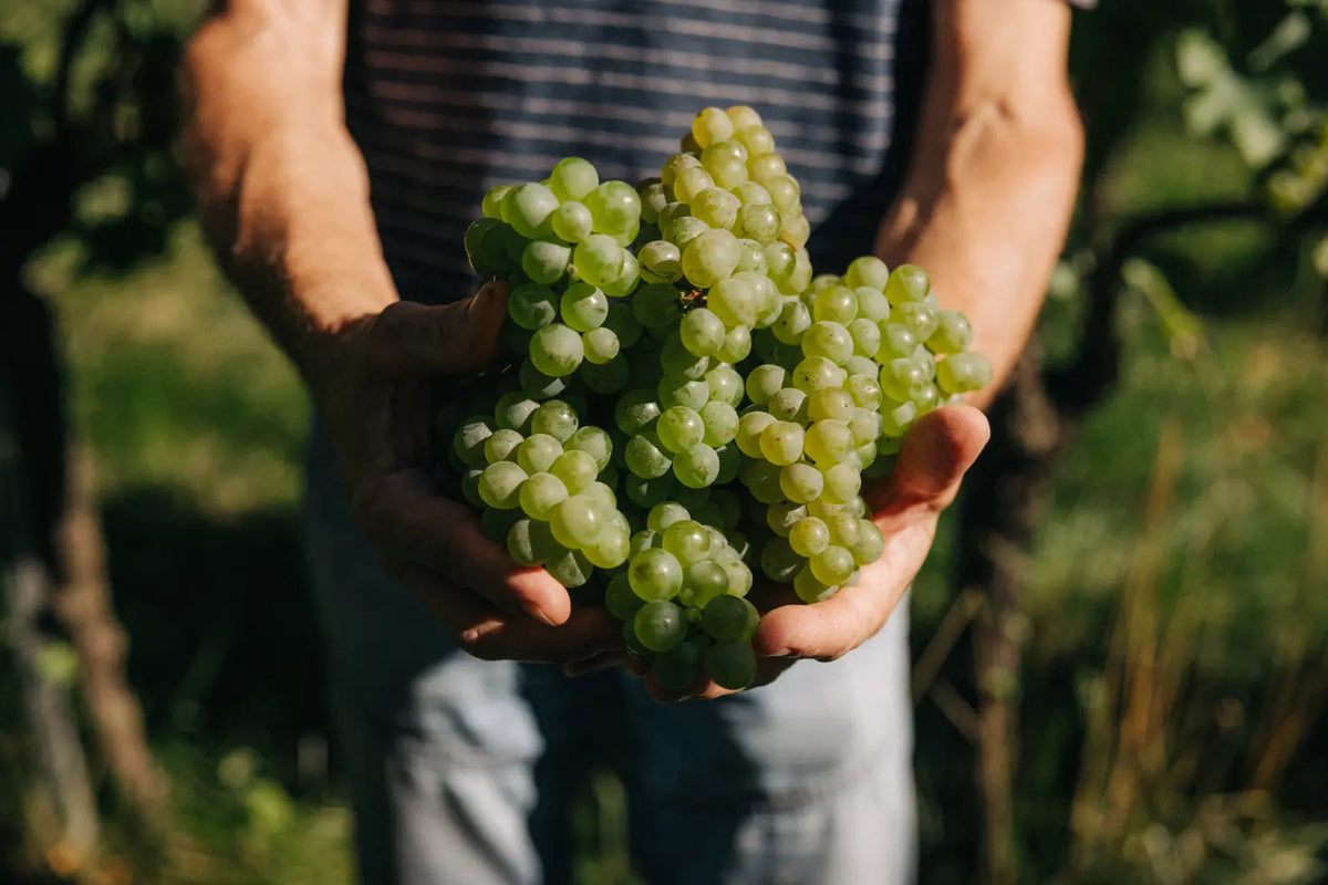 Frisch geerntete Weissweintrauben in den Händen eines Winzers – Weingut Marugg, Fläsch, Bündner Herrschaft