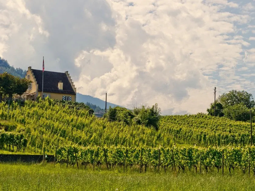Rebberge des Weingut Marugg in Bad Ragaz, mit dem Schlössli Büel im Hintergrund