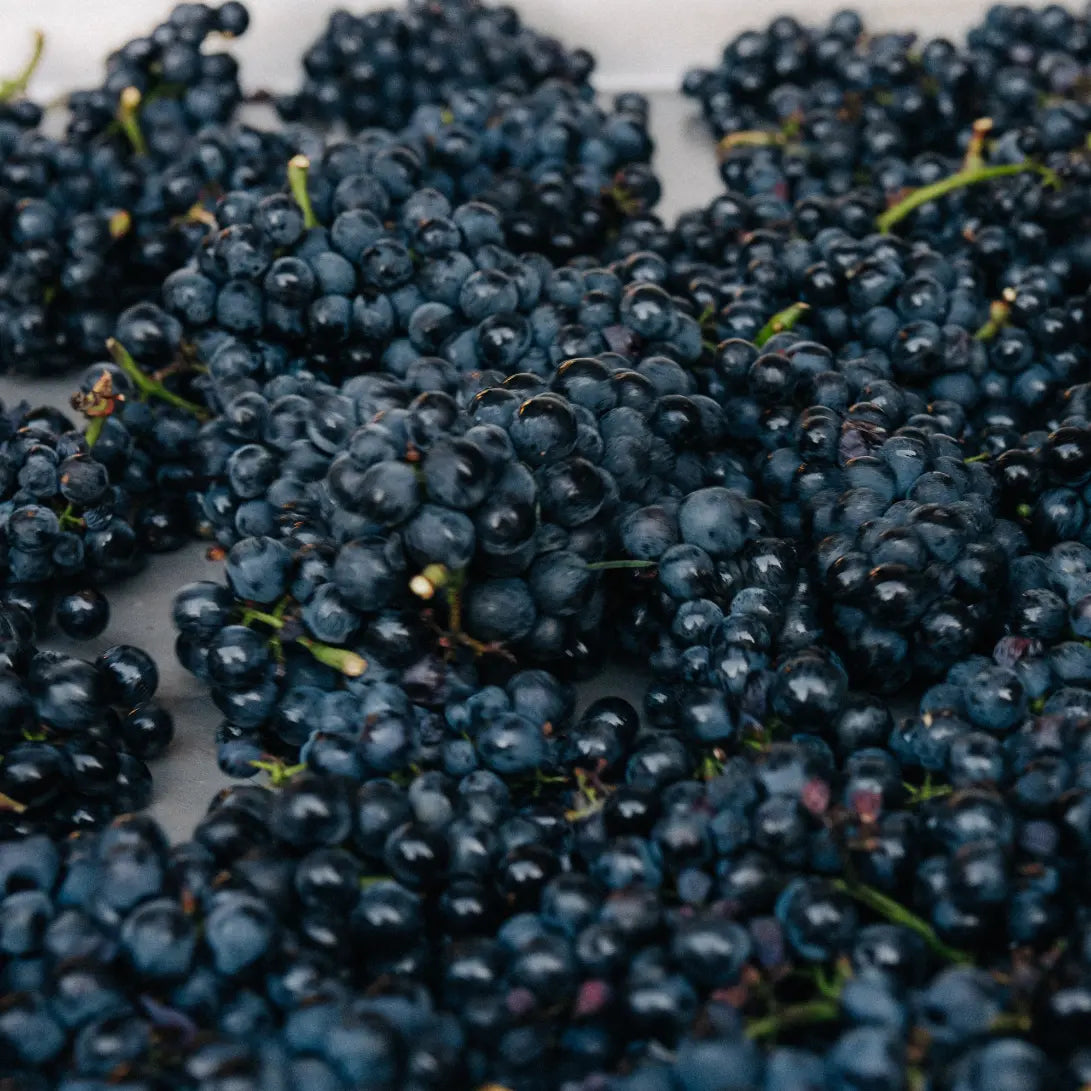 Frisch geerntete Pinot Noir Trauben nach der Lese, Weingut Marugg, Fläsch, Bündner Herrschaft Graubünden
Frisch geerntete Pinot Noir Trauben nach der Lese, Weingut Marugg, Fläsch, Bündner Herrschaft Graubünden
