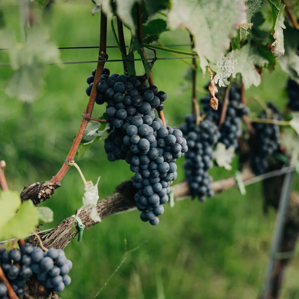Reife Pinot Noir Trauben am Rebstock im Weingut Marugg, Fläsch, Bündner Herrschaft Graubünden
