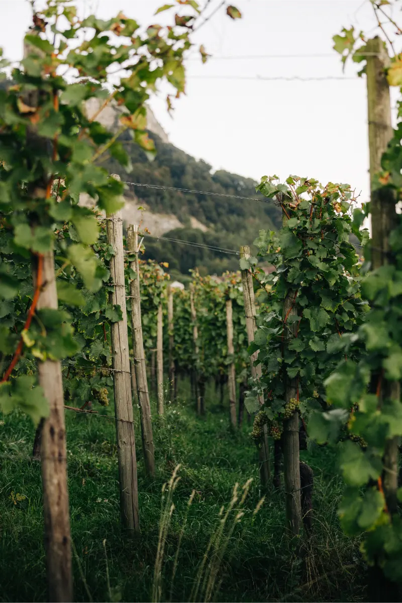 Rebzeilen des Weingut Marugg in Fläsch mit unreifen Trauben und Felswand im Hintergrund – Bündner Herrschaft, Graubünden