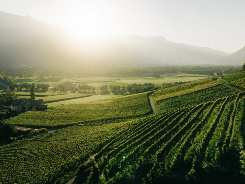 Rebberge in Fläsch mit Blick auf das Weingut Marugg und über das Rheintal
