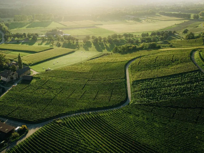 Luftaufnahme der Rebberge in Fläsch, Bündner Herrschaft: weitläufige Weinberge im Morgenlicht mit Weingut Marugg
