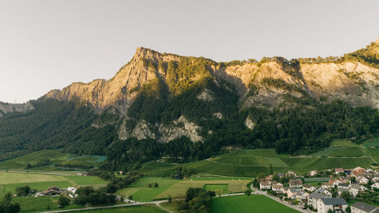 Luftaufnahme der Fläscher Halde: Rebberge am Südhang des Regitzer Spitz in Fläsch, Bündner Herrschaft, im Abendlicht