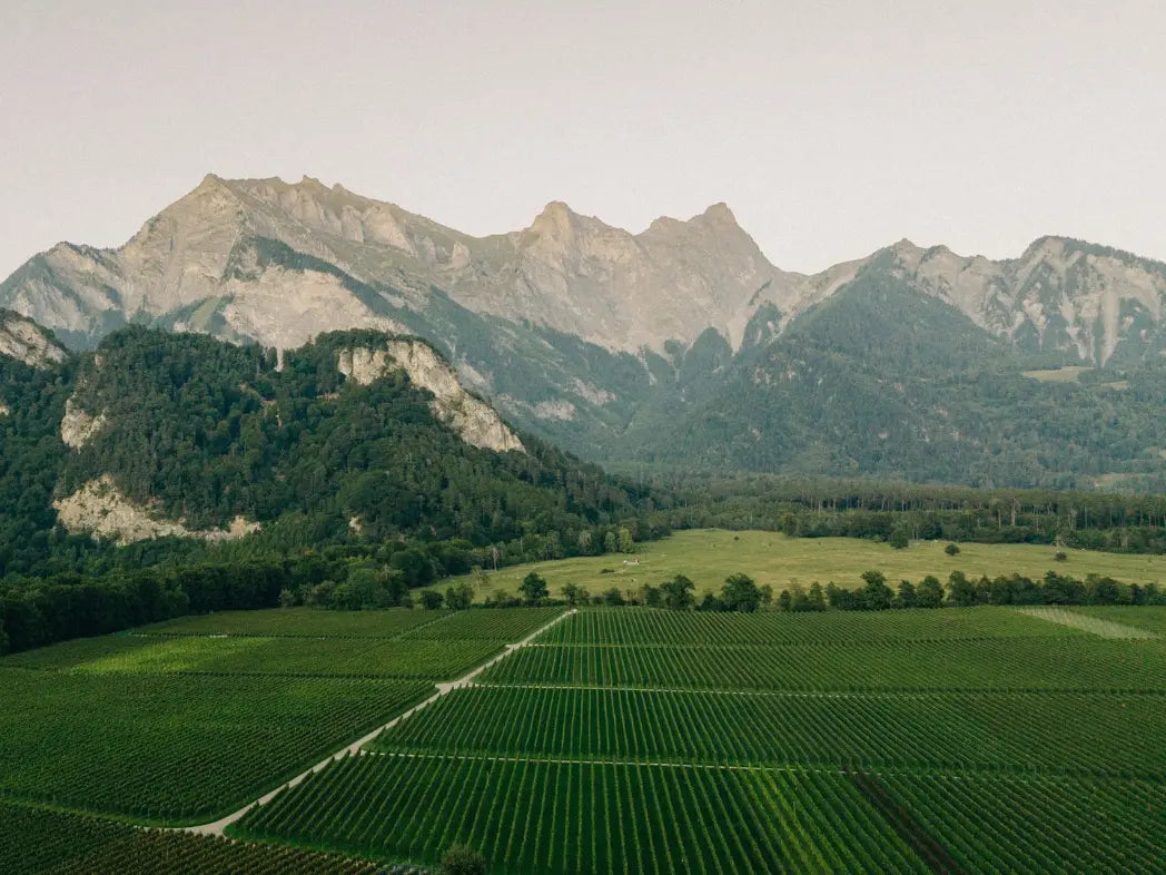 Luftaufnahme der Rebberge in Fläsch, Bündner Herrschaft, mit Blick auf die Alpen im Hintergrund