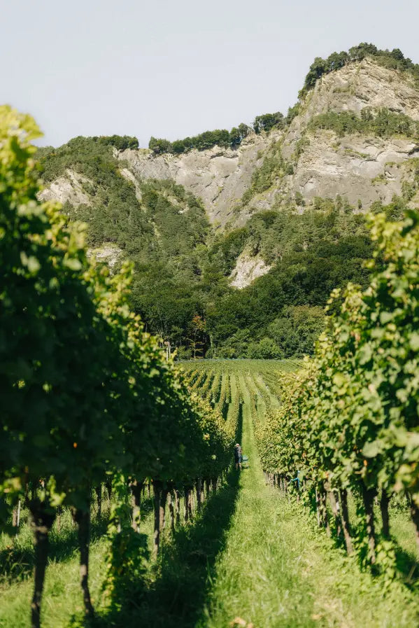 Blick durch die Rebzeilen des Weingut Marugg in Fläsch auf den Felsen des Regitzer Spitz, Bündner Herrschaft