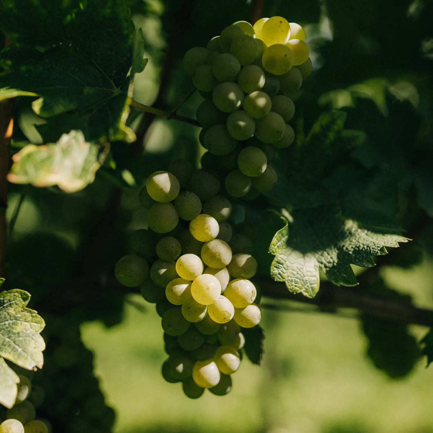 Reife Chardonnay Trauben am Rebstock im Sonnenlicht, Weingut Marugg, Fläsch, Bündner Herrschaft Graubünden