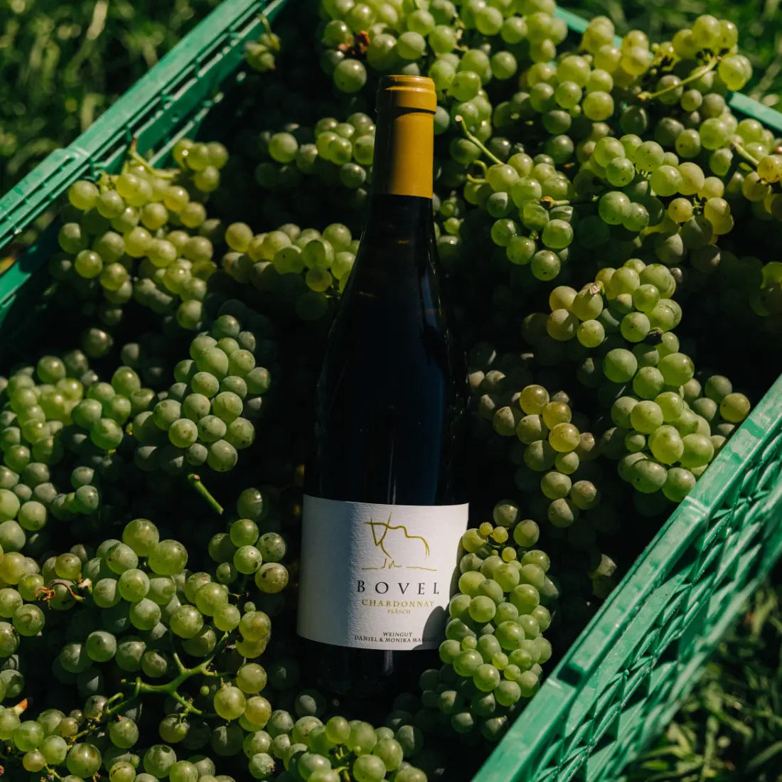 Flasche Bovel Chardonnay vom Weingut Marugg in einer Kiste frisch geernteter Chardonnay-Trauben, Fläsch, Bündner Herrschaft