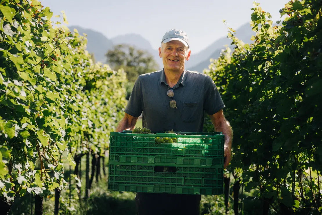 Daniel Marugg bei der Weinlese im Rebberg des Weinguts Marugg in Fläsch