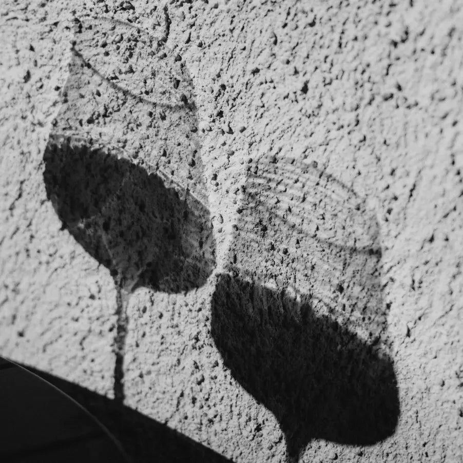 Schatten von Weingläser an einer Steinmauer, Weingut Marugg, Fläsch, Bündner Herrschaft