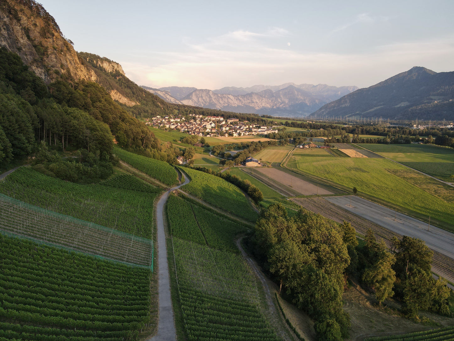 Rebberg in der Bündner Herrschaft bei Fläsch mit Blick auf Dorf und Alpenpanorama im Abendlicht